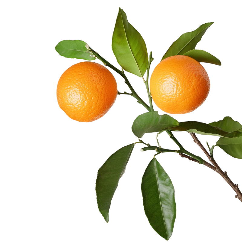 orange-branch